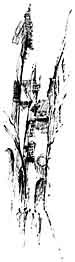  P�ebal 